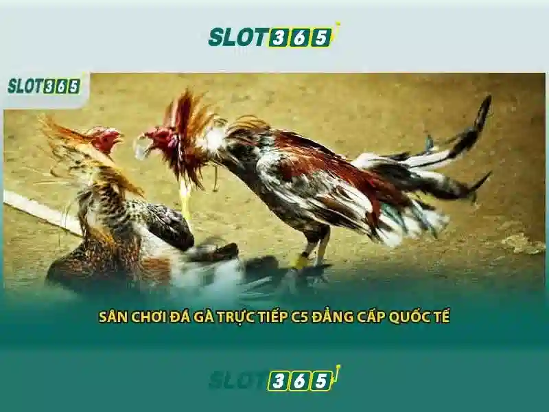 Slot365: Nền tảng trò chơi slot trực tuyến hiện đại