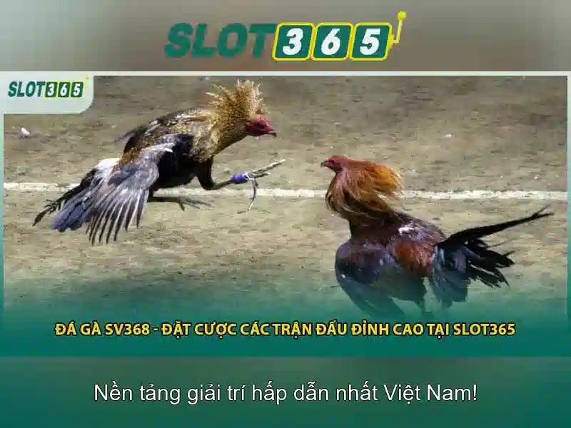Slot365 – Đánh giá tổng quan\n